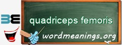 WordMeaning blackboard for quadriceps femoris